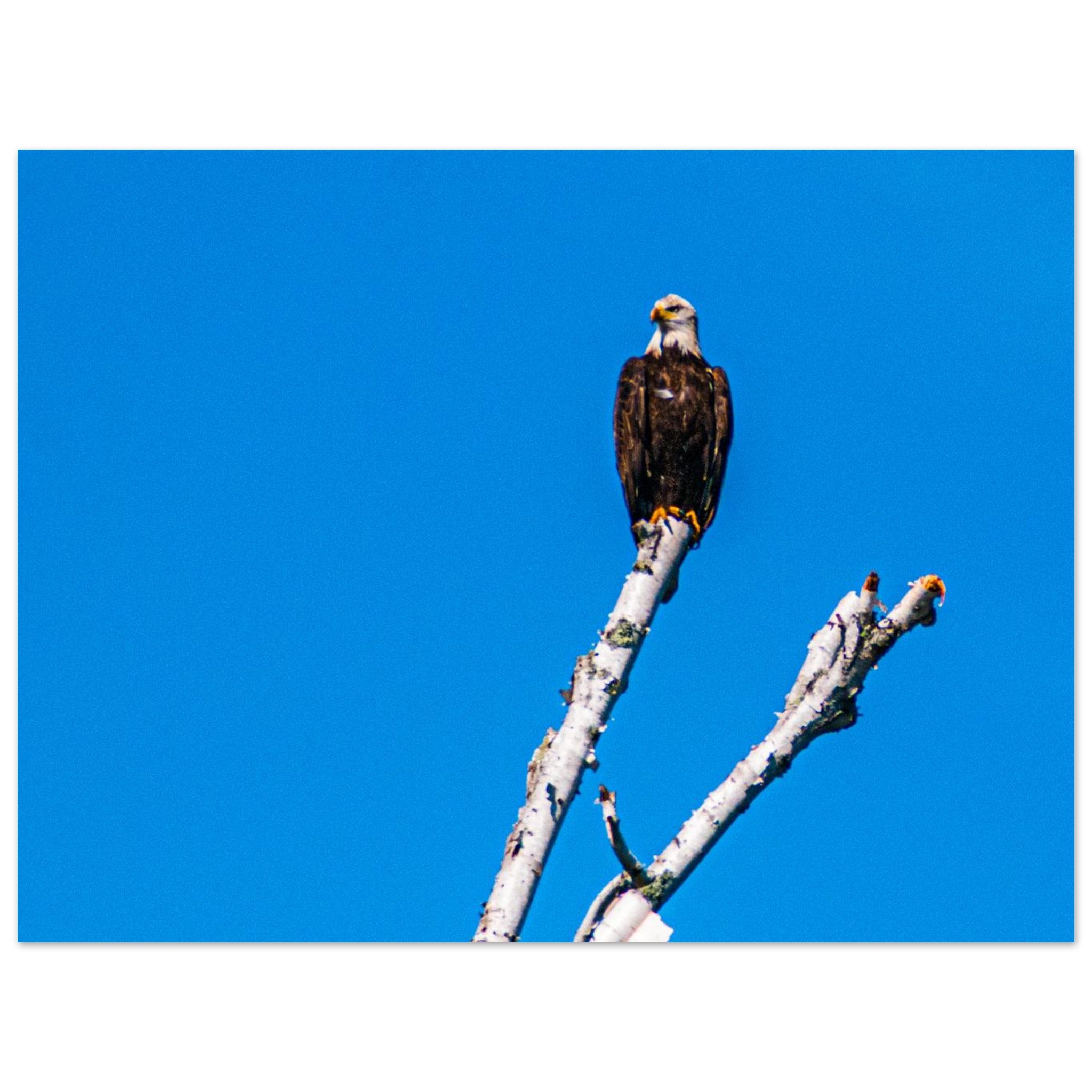 077a8266-6d6e-4a20-b548-717029db3133