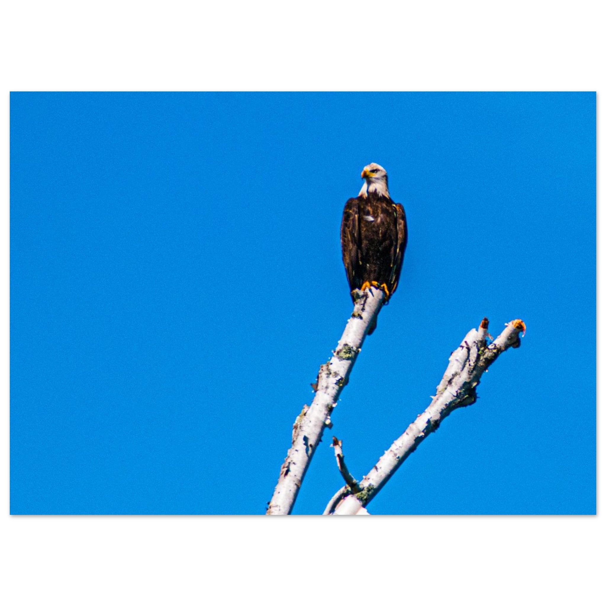 208faa74-68bd-4f8e-b7dc-a28d23201672