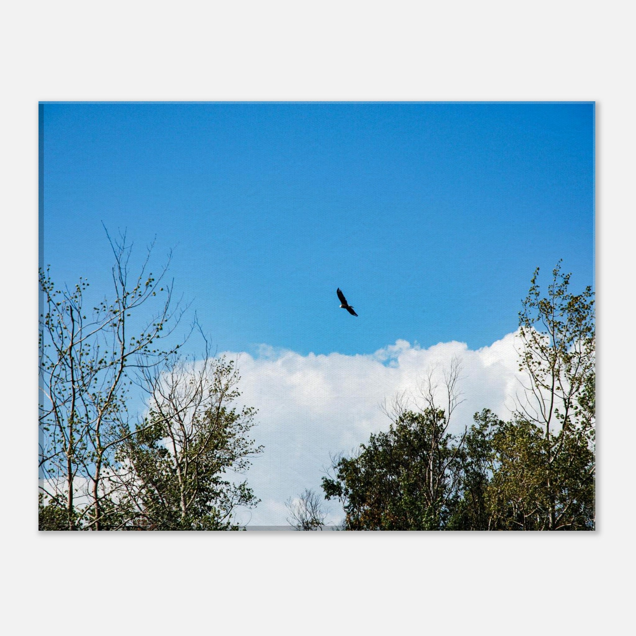 2167b85e-3658-4256-b3fd-af9e1c547cc6