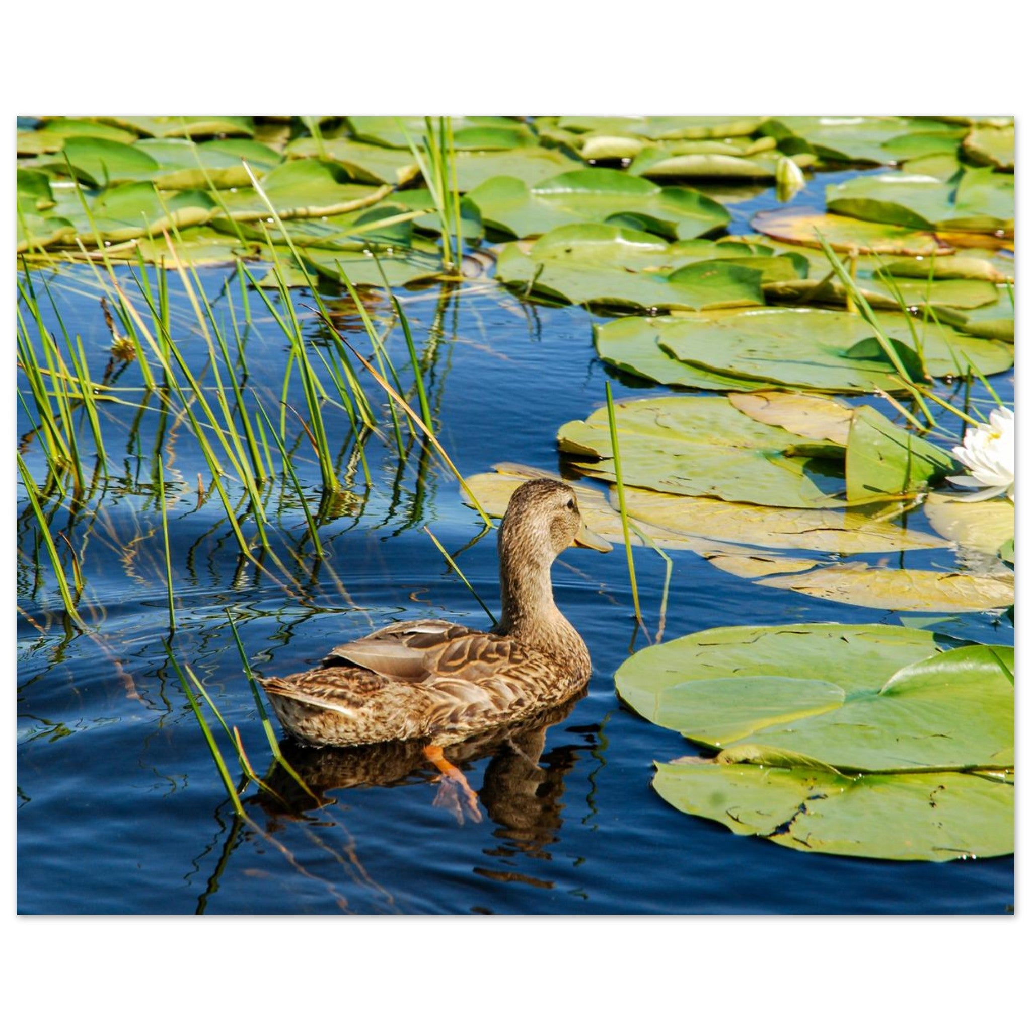 529eac64-d1d5-44d4-bdb1-befbf706593e