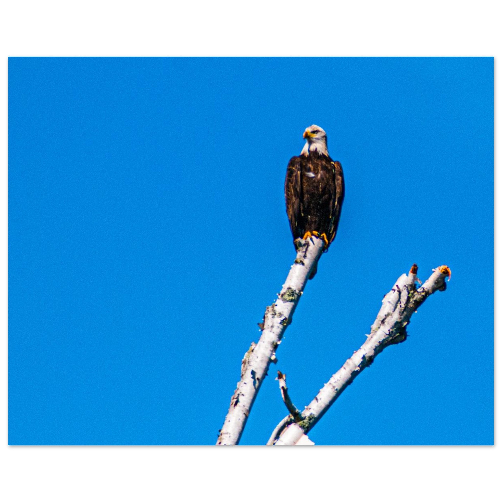 845863a5-6893-4942-9f10-9a3ad7cad103