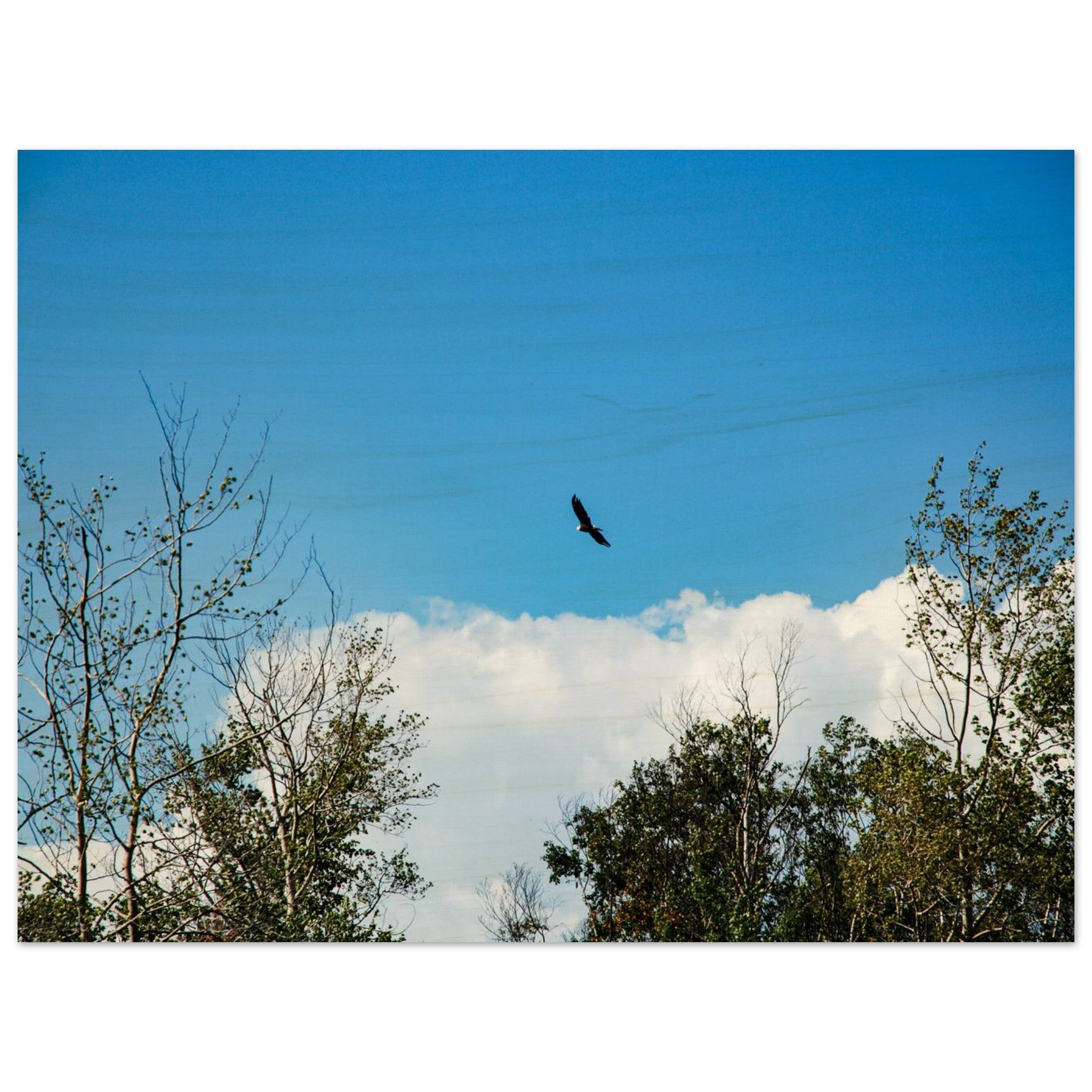 a40f313b-4eaa-4073-9257-3cf6f321ceb6