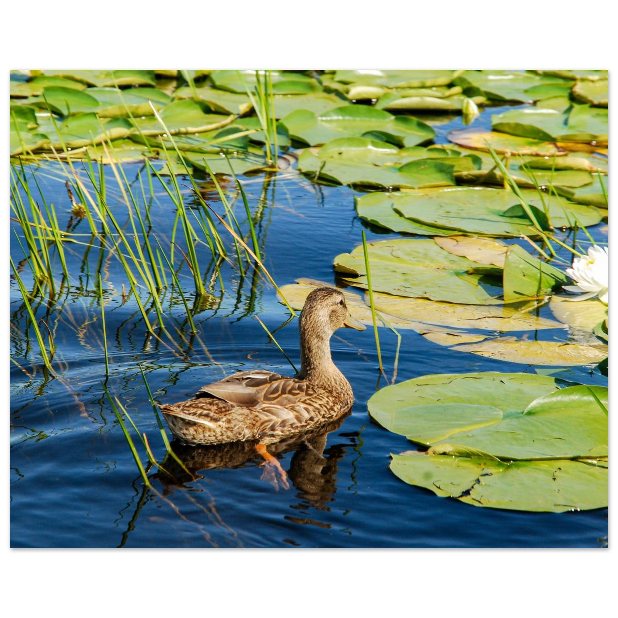 ad36969e-4e0a-47ab-b14d-c670445a41b1