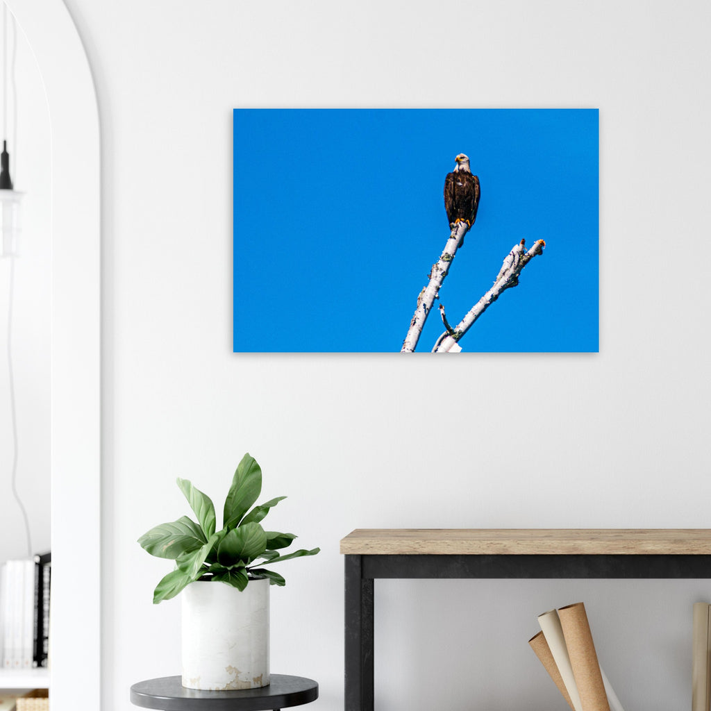 b3026568-c5d1-4c99-9419-526c355454ca