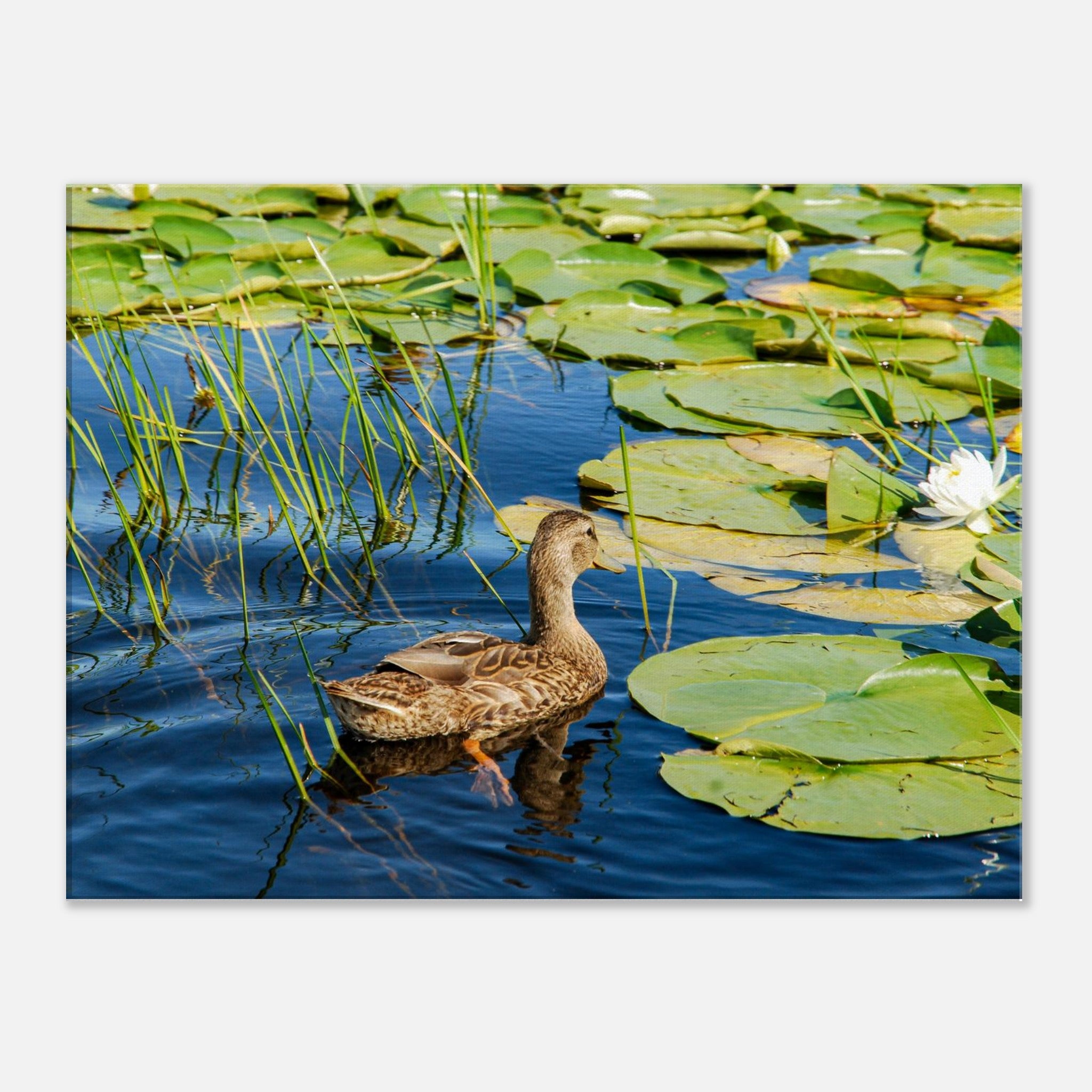 b5f5ab7e-ba92-492b-a426-5642c76db702