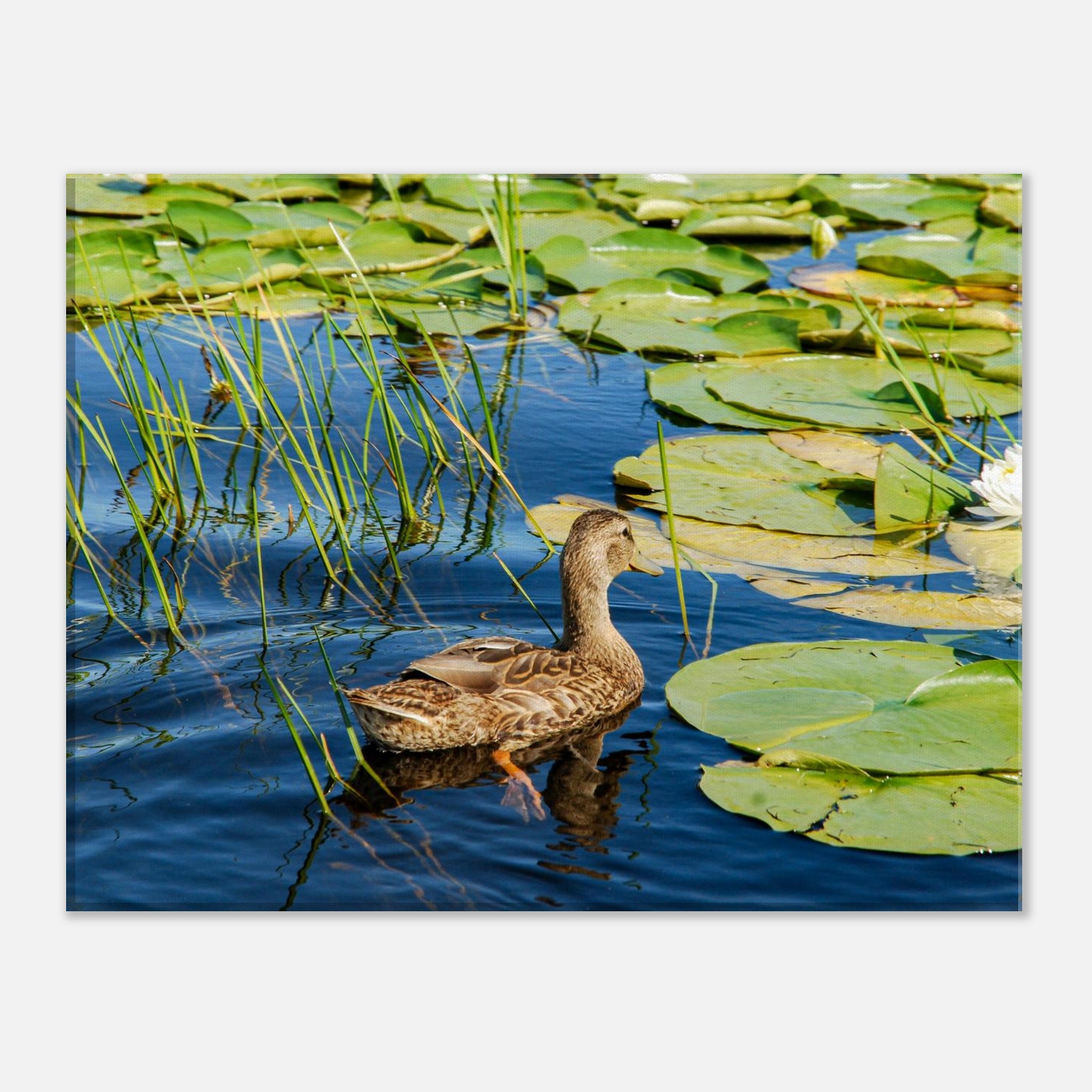 d1185755-96ce-46b4-b6d0-b5d68aff9848