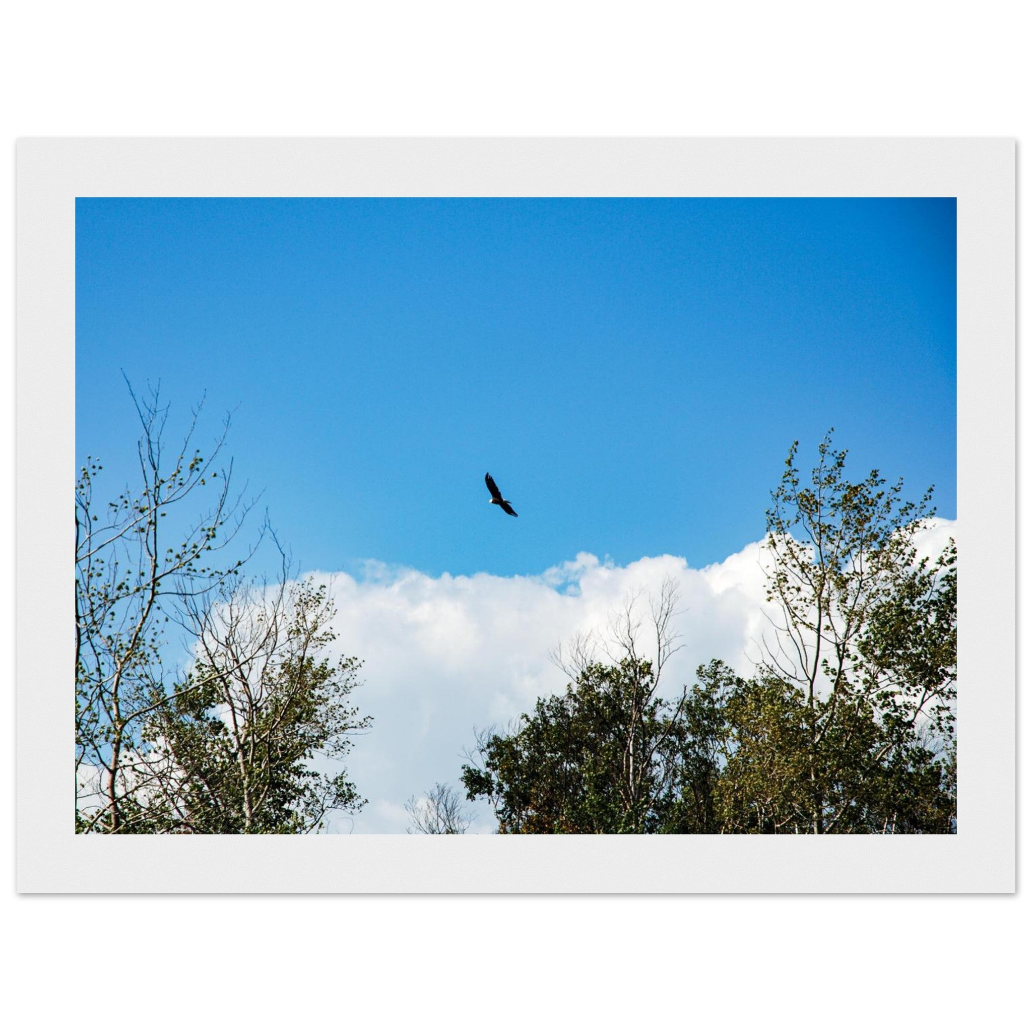 daccbbc5-0702-4be4-afbf-b70f4f2cdf2b